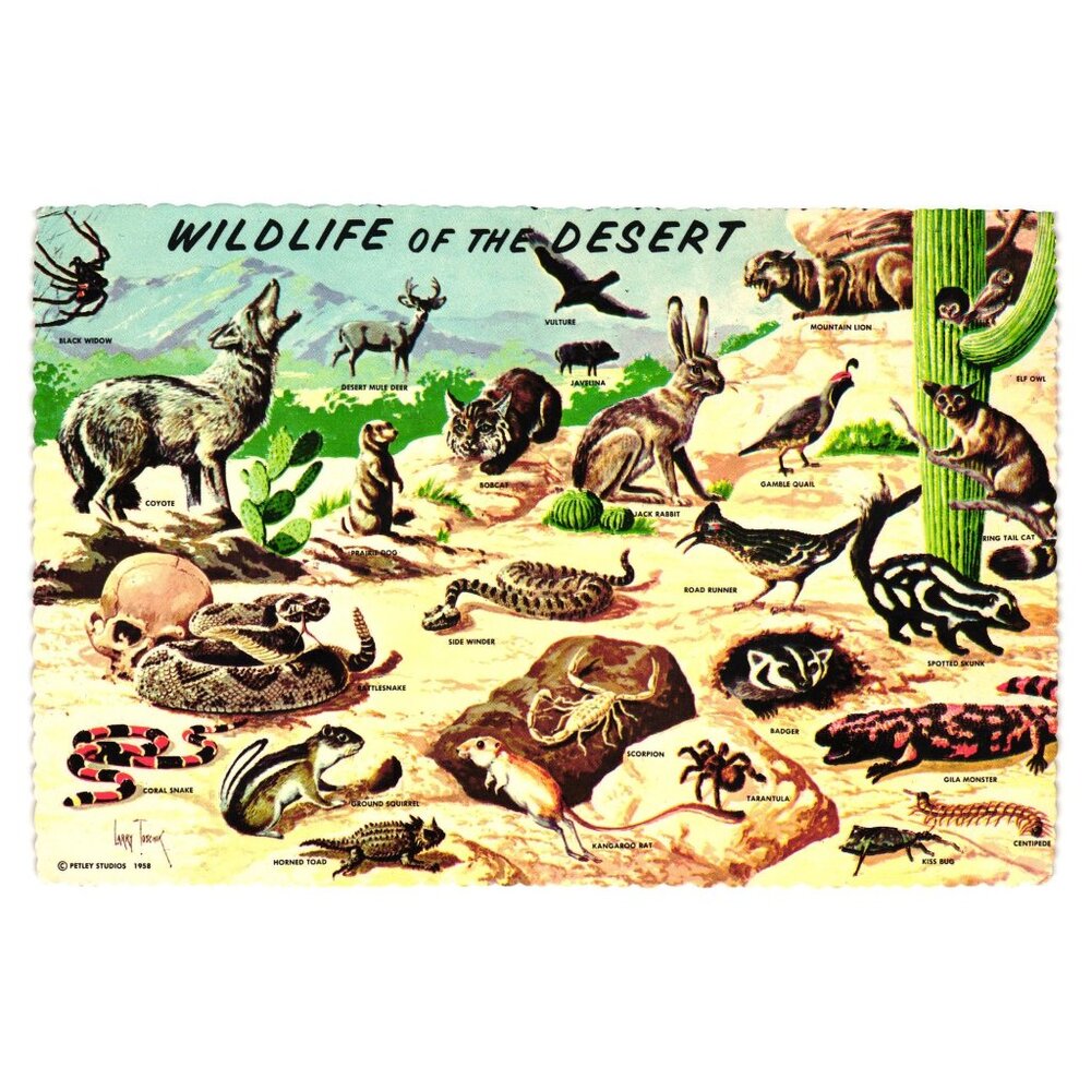 Vintage Postcard Wildlife Desert Animals Phoenix AZ Tourist Souvenir Art Drawing